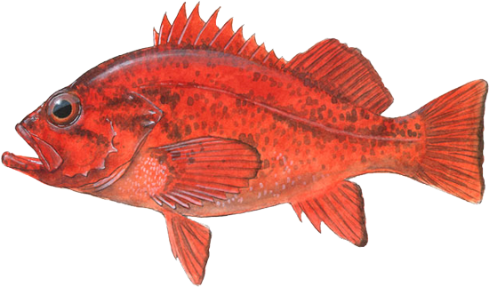 yelloweye-rockfish.png