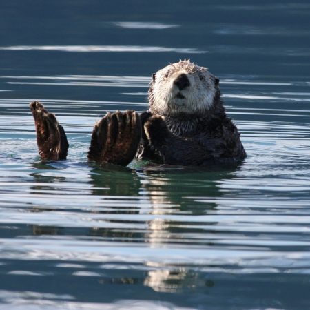 BC otter spotted on a Vancouver Island Eco Tour