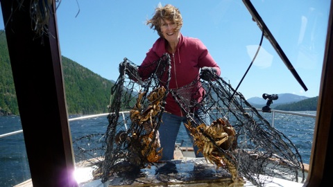 BC Dungeness Crabbing day charter on vancouver island