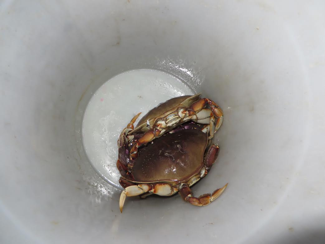 Crab in the bucket