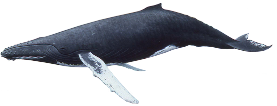 Humpback-Whale.png