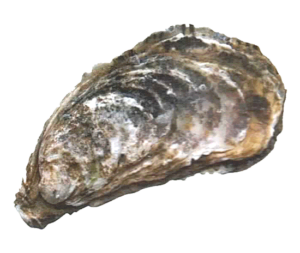 oyster.png