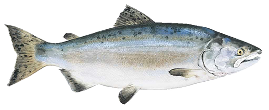 Great Saltwater Salmon Fishing Returns to Vancouver Island - Alberni  Charters