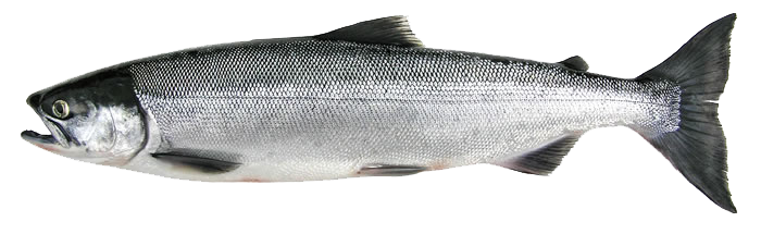 Sockeye Salmon - Alberni Charters
