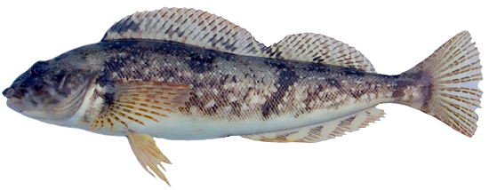 whitespotted_greenling.png