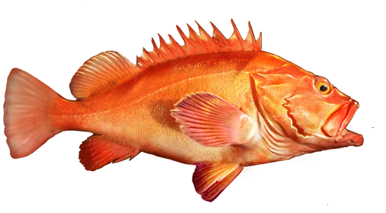yellow-eye-rockfish.png