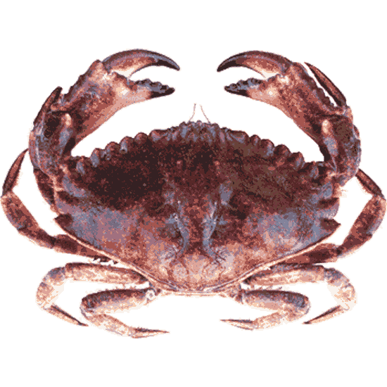 Red Rock Crab of Bamfield - Alberni Charters